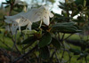 Egret
