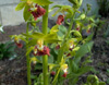 calanthe-tricarinata