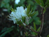 canadense-white