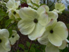 cornus-Eddies-White-Wonder