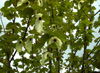 davidii-involucrata