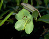 glaucophyllum-luteiflora