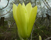 magnolia-Butterfly