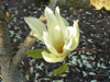 magnolia-Elizabeth