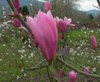 magnolia-Spectrum