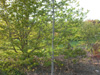 magnolia-Yellow-Bird-tree