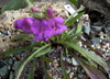 penstemon-uintahensis