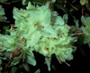 rupicola-chryseum