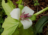trillium-ugellii