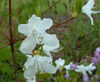wadanum-white