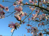 magnolia-alkilvert