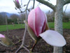 magnolia-denudata-forrest-pink-2005-03-02