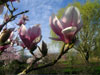 magnolia-soulangiana