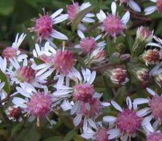 Aster lateriflorus 'Lady in Black'