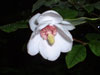 magnolia-sieboldii