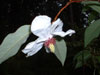 magnolii-wilsonii-1