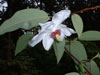 magnolii-wilsonii-2