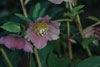 helleborus-dotted-pink