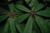 strigillosum-flower-bud