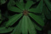 strigillosum-leaf-bud