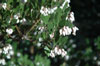 arctostaphyllos-densifolia