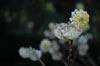 edgeworthia-chrysantha
