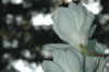 magnolia-denudata-2