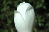 magnolia-denudata-3