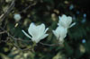 magnolia-denudata