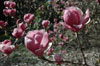 magnolia-soulengiana-Rustica-Rubra-1