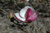 magnolia-soulengiana-Rustica-Rubra-2