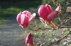 magnolia-soulengiana-Rustica-Rubra