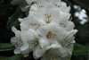 arboreum-white-1