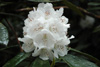 arboreum-white-2