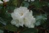 campanulatum-ssp-campanulatum