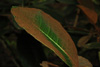 eximeum-leaf