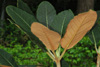 falconeri-leaves