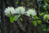 fothergilla-2