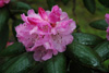 habotrichum-2