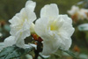 johnstoneanum-Double-Diamond