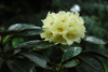 lacteum-1