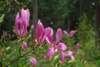 magnolia-Susan