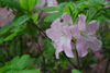 schlippenbachii-2