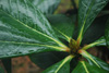 semnoides-leaves-2