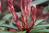 strigillosum-leaves-1
