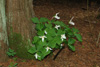 trillium-1