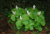 trillium-2