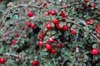 cotoneaster-1
