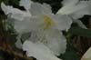 veitchianum-2