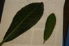 leaves-1